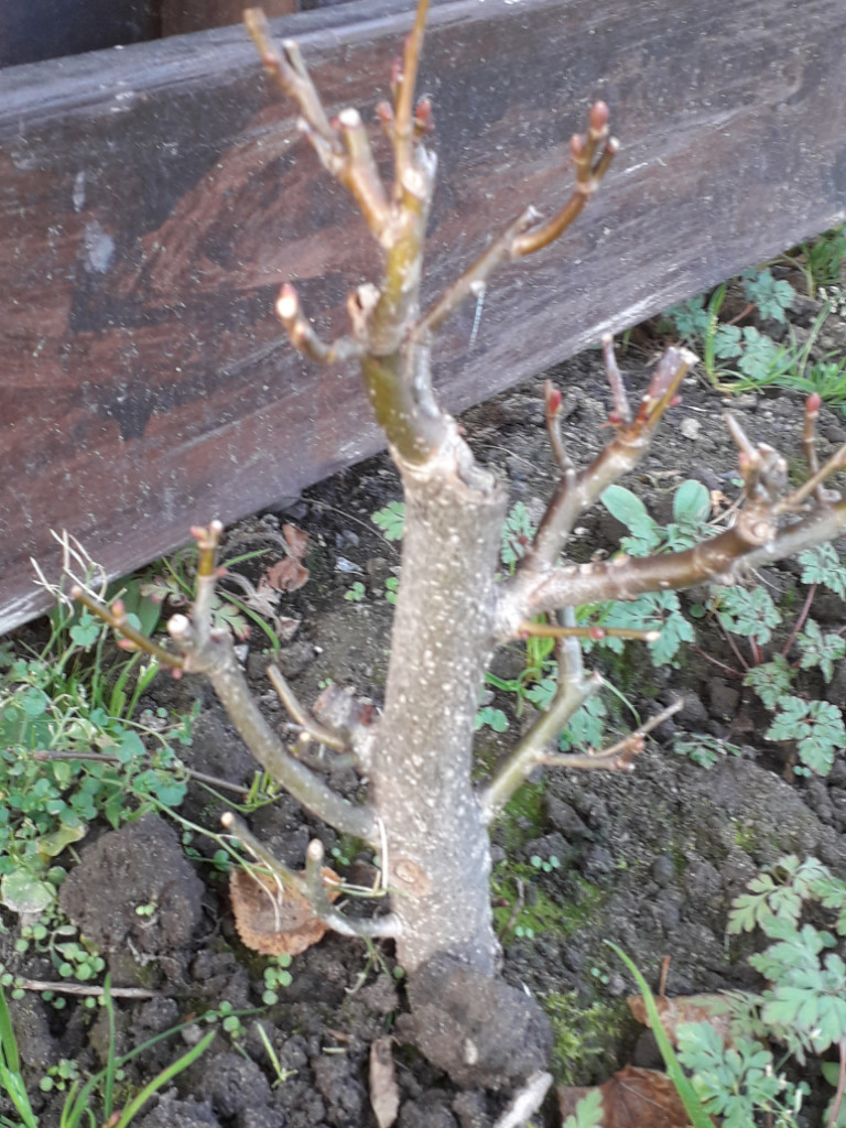 20181201_120353.jpg