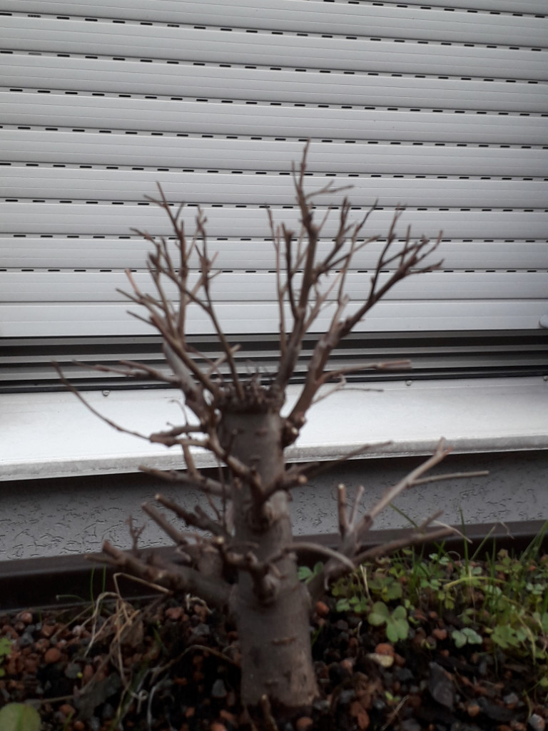 20181201_122333.jpg