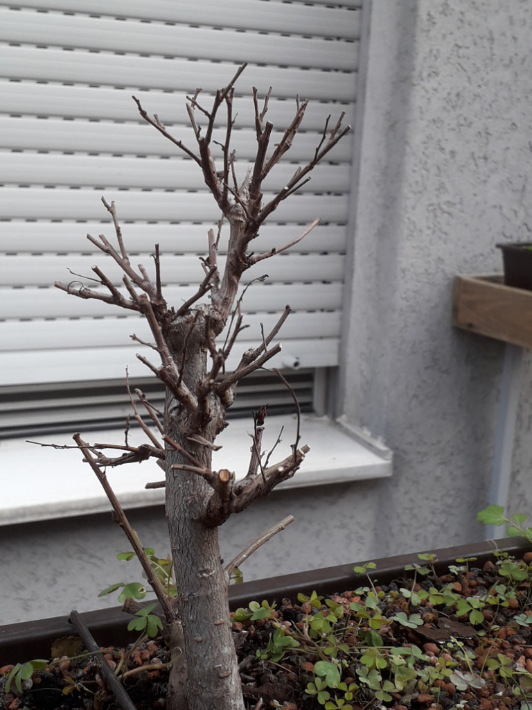 20181201_122339.jpg