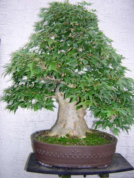 Dreisspitz der zweite 001.jpg