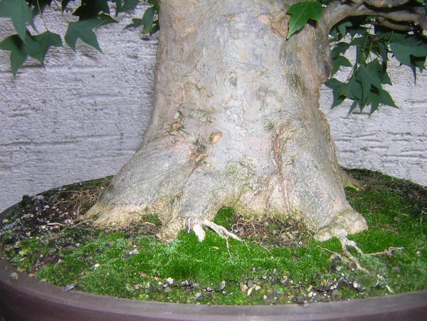 Dreisspitz der zweite 002.jpg