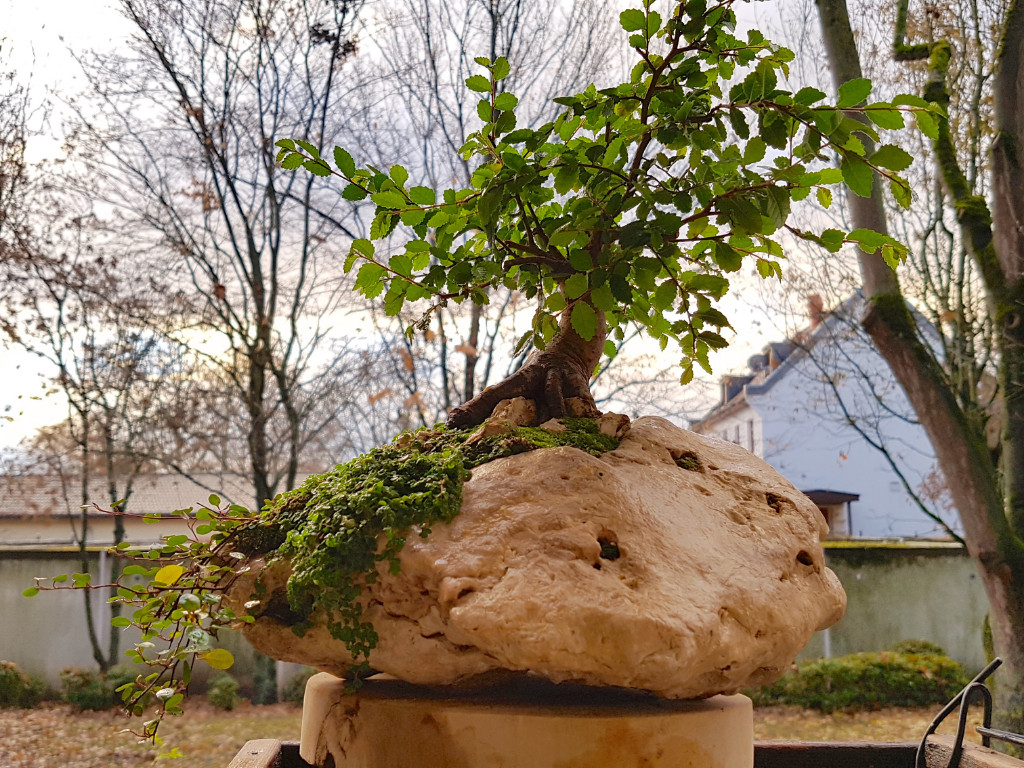 20181203_084142.jpg