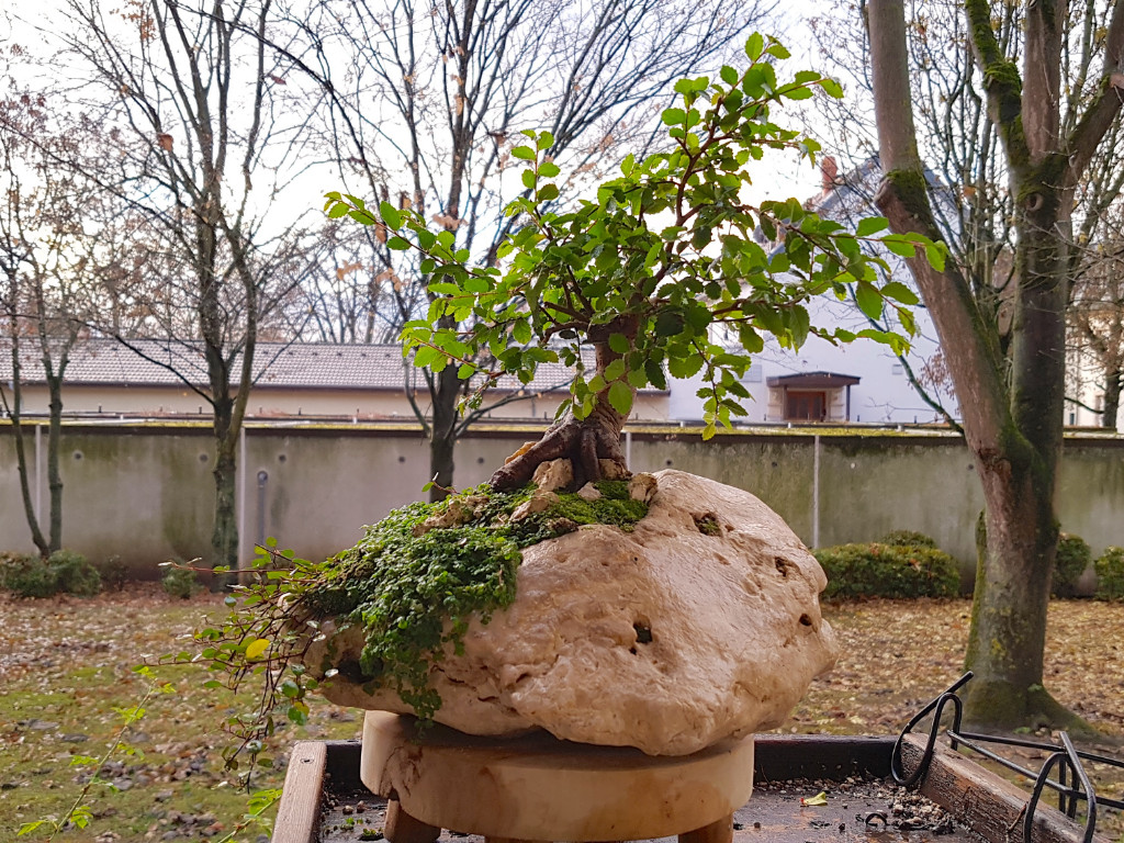 20181203_084143.jpg