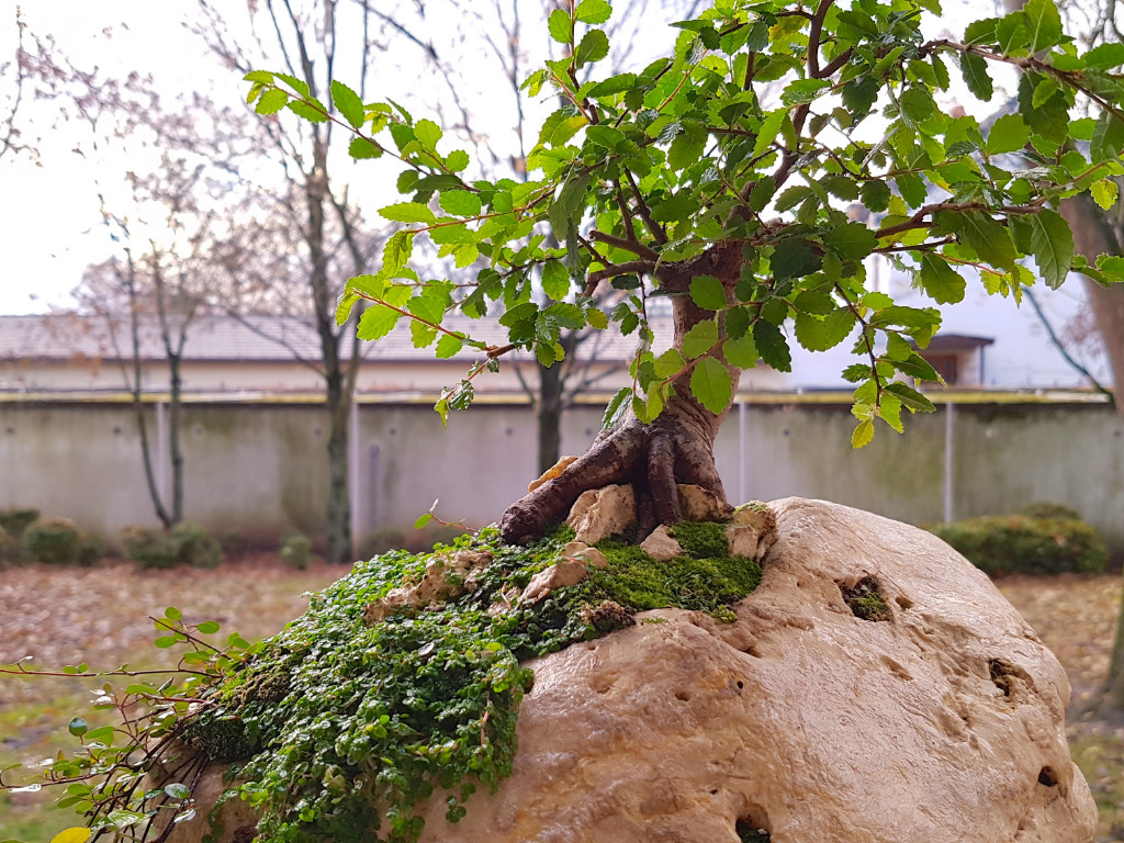 20181203_084203.jpg