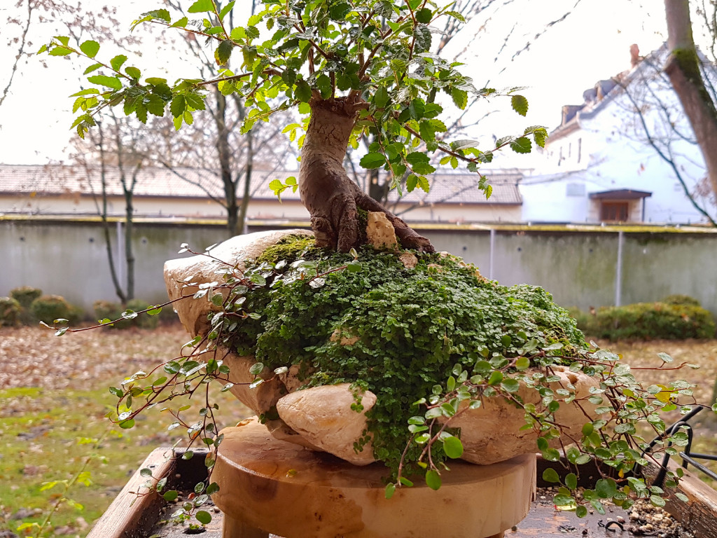20181203_084328.jpg