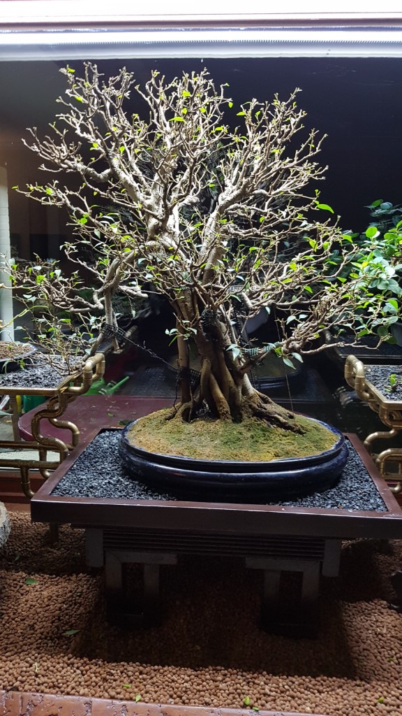 Ficus 93 nach Blattschnitt 2.12.18.jpg