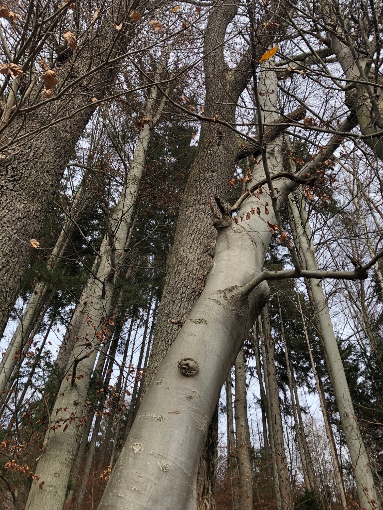 2018-12-08 11.58.48.jpg
