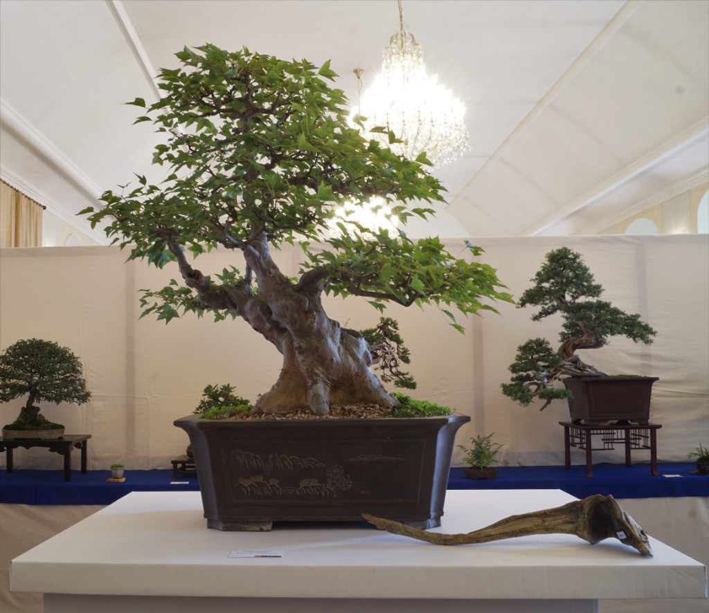 Dreispitz aus dem Botanischen Garten Prag. Dort pflegt man hauptsächlich Bäume im chinesischen Stil. Dies zeigt sich auch an diesem sehr natürlich wirkenden Exemplar.