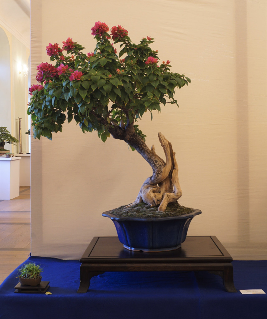 Blühende Bougainvileen machen einfach was her. Und es wäre ja wirklich schade, würde man auf zugunsten von mehr Gestaltung die Blüten verzichten.