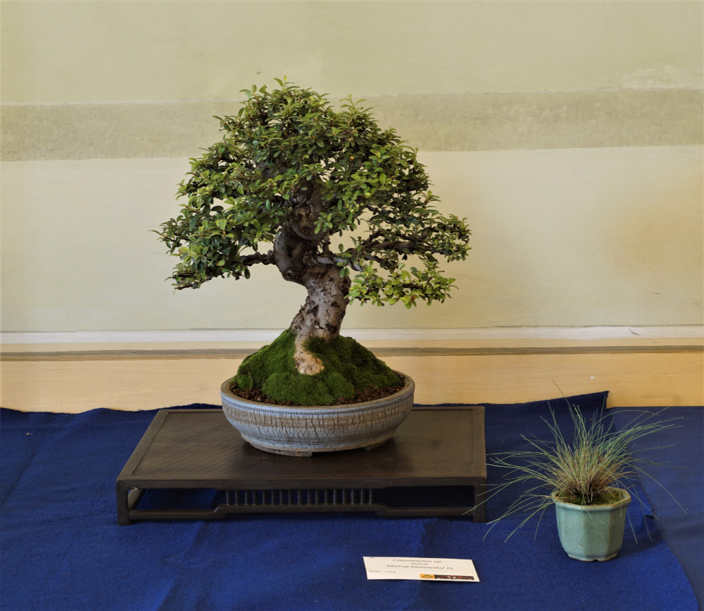 Die polnischen Bonsai-Freunde bringen zur Triennale relativ häufig Bäume mit, die aus einfachem Material heraus zu sehr anständigen Bonsai entwickelt wurde. Dieser Cotoneaster ist ein gutes Beispiel für diese Praxis.