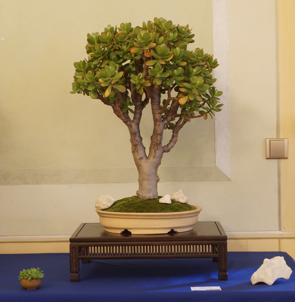 Crassula im Großformat als Bonsai? Kann man machen, haut mich aber nicht unbedingt um.