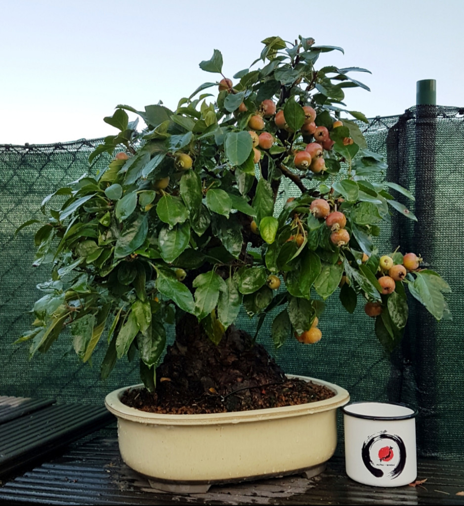 Malus sylvestris 1.jpg