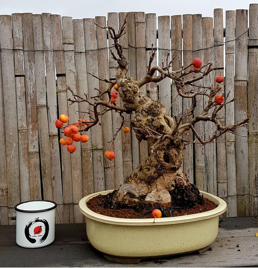Malus sylvestris 3.jpg