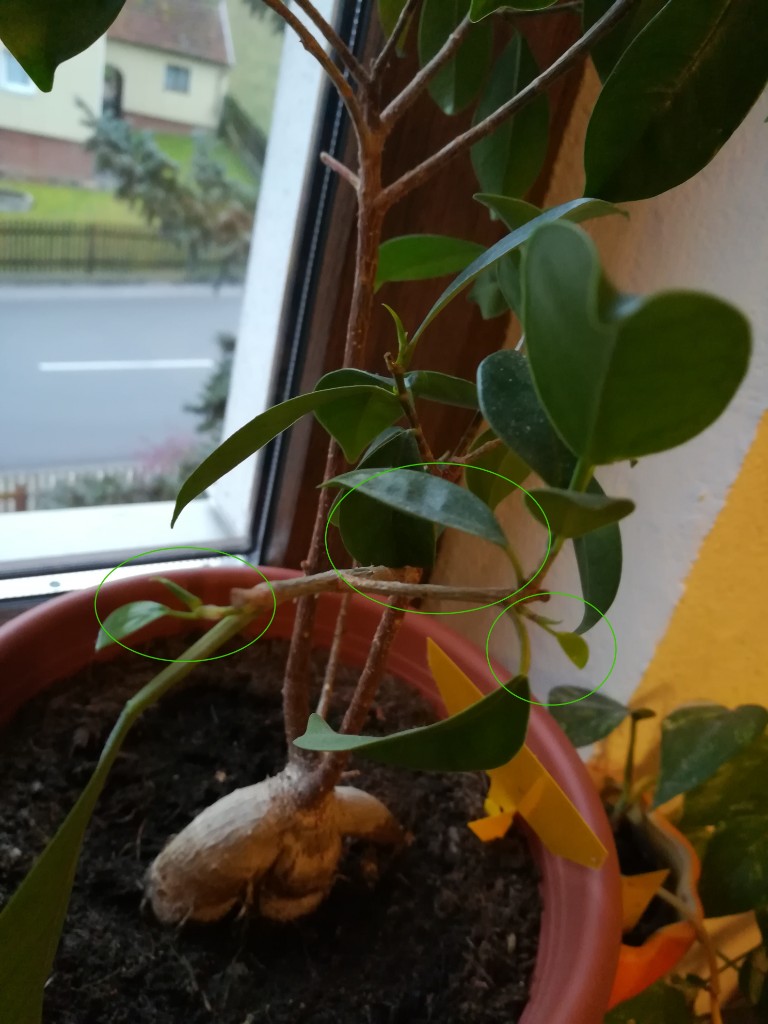 IMG_20181219_155602.jpg