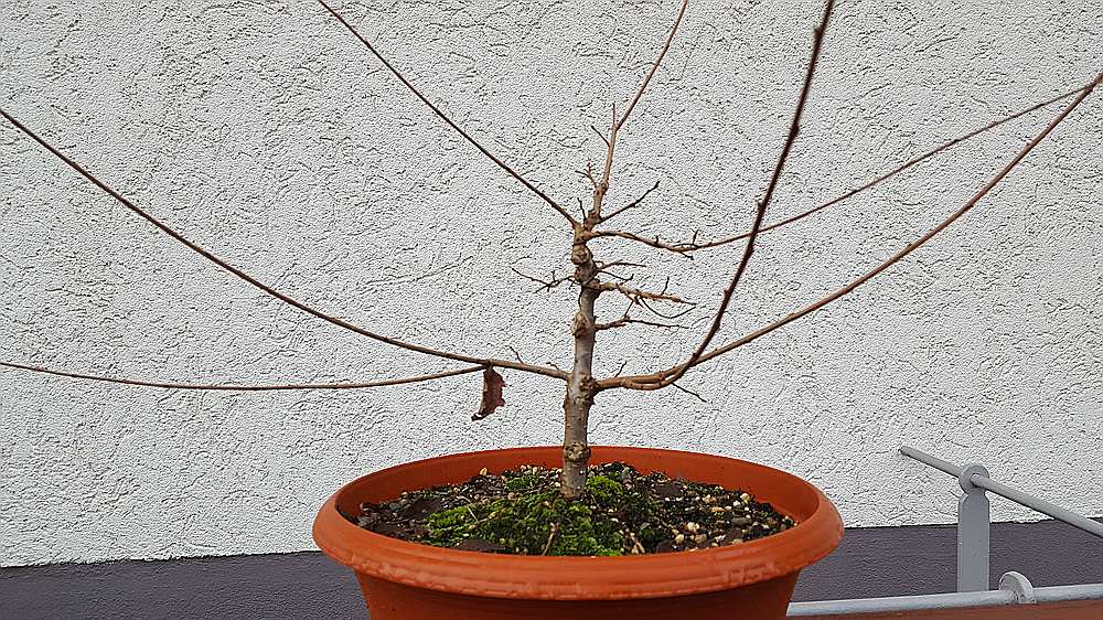 comp_20181225_094041.jpg