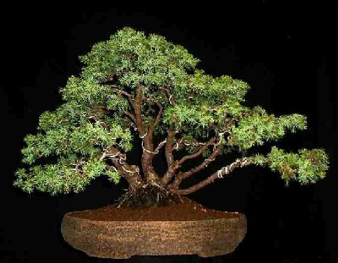 yamadori1.jpg