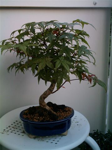 Bonsai-Bilder 047.jpg