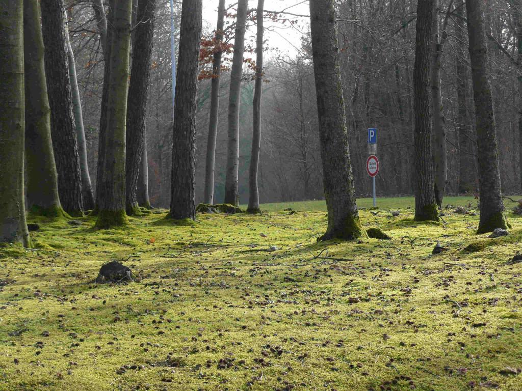 Blick in das Wäldchen mit schönem Moosteppich