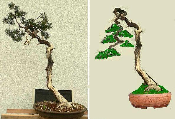 pinus.jpg
