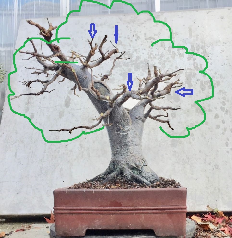 benbonsai.jpg