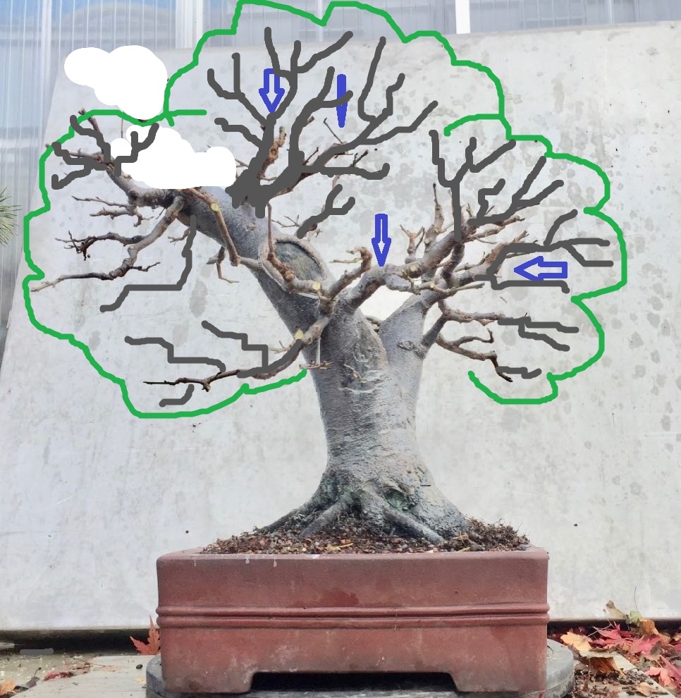 benbonsai.jpg