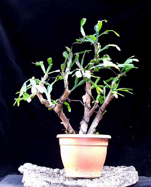 Und zum Schluss noch eine kleine Vorschau von einem ganz frisch gestalteten Weihnachtskaktus unter dem Motto: " Schlumbergera sind schoen!"