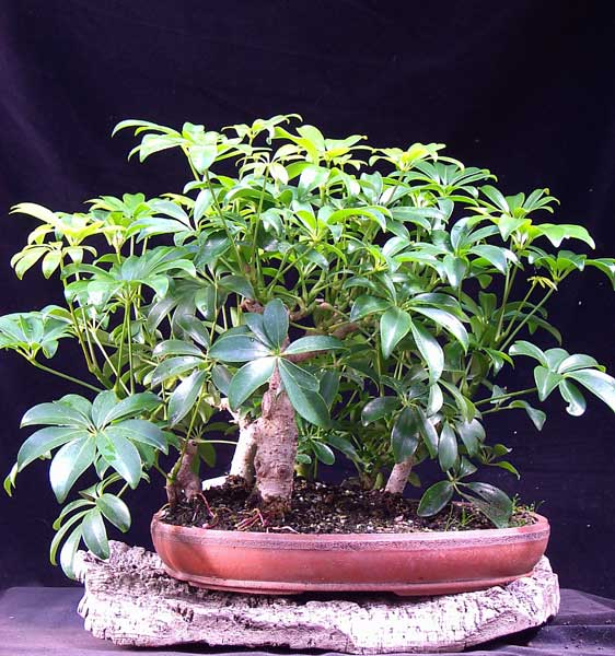 Die Schefflera sind vielleicht bekannt, habe ich schon mal gezeigt, letztes Jahr oder vorletztes....