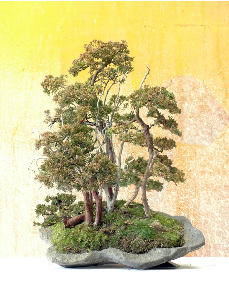 Junipforest0119virtu.jpg