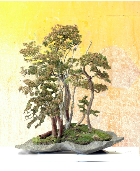 Junipforest0119virtubff.jpg