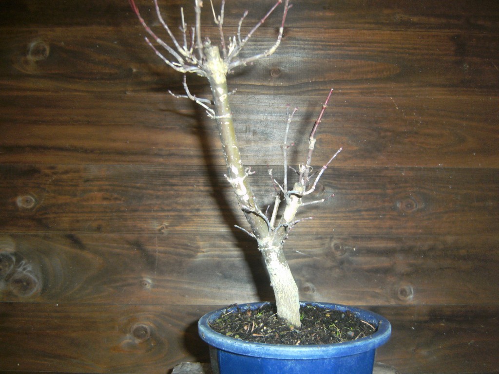 Der Baum ohne Laub