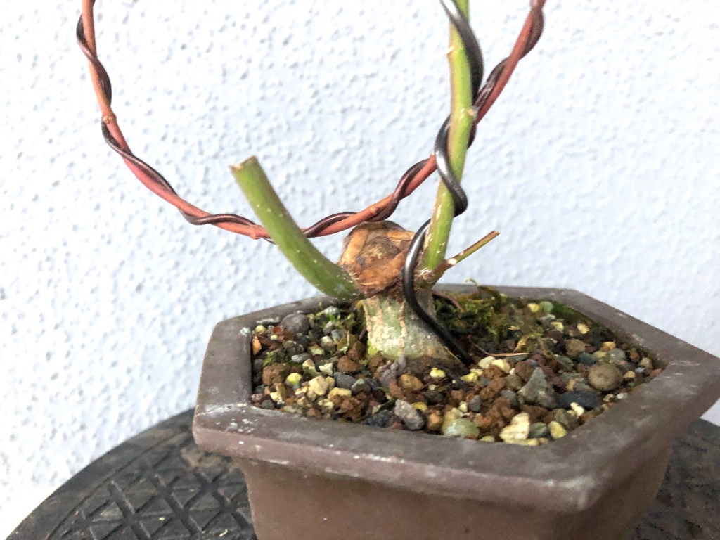 mal sehen ob an dem gekürzten Trieb noch schlafende Knospen austreiben