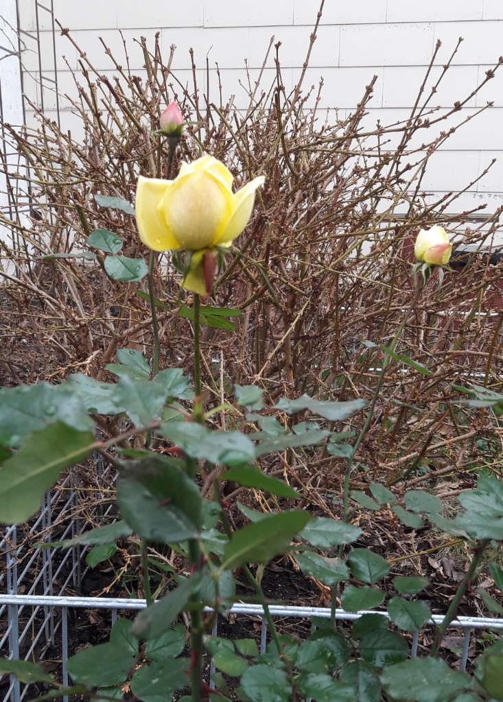 20190202_120417.jpg
