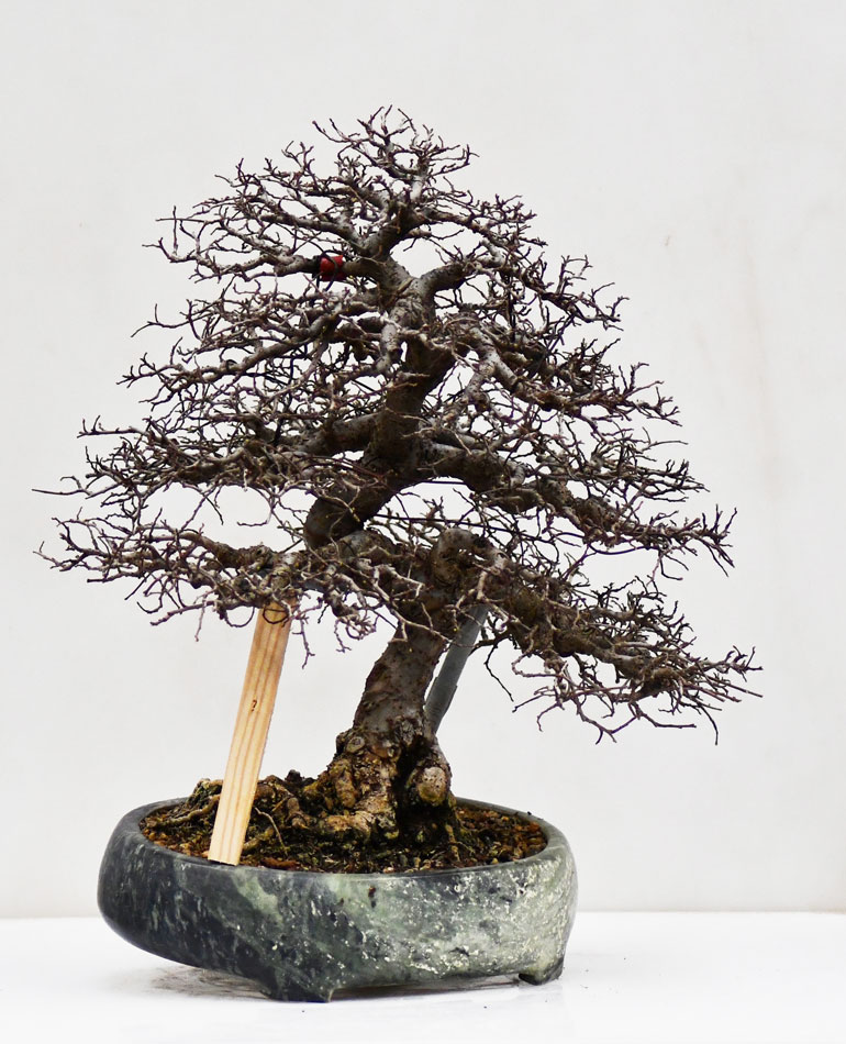Chinaulme0219A.jpg