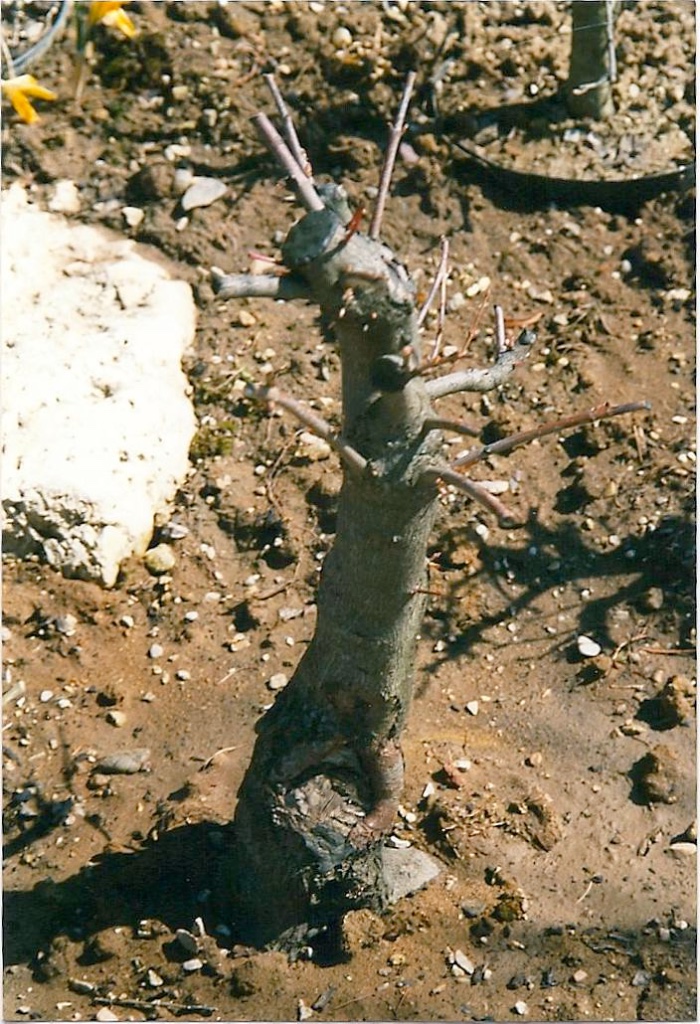 im Feld gemästet 1998