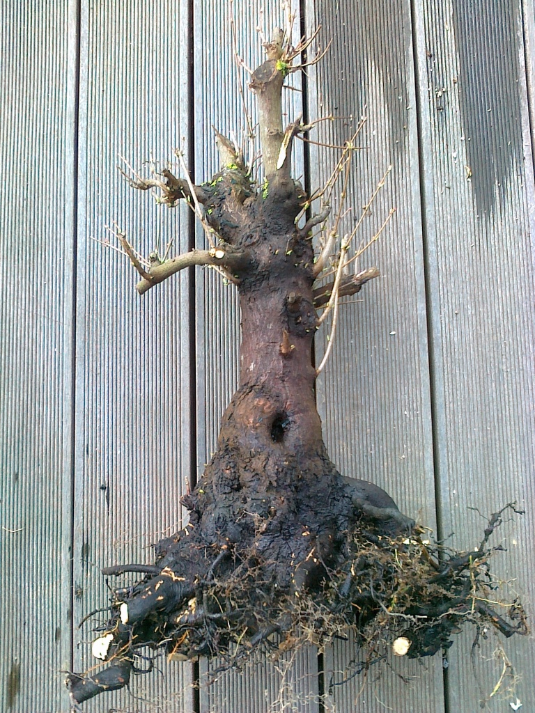 aus dem Feld geholt 2012
