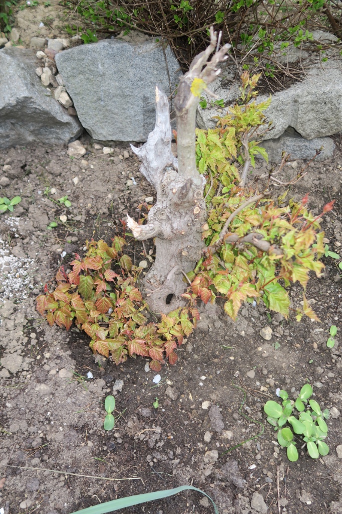 frische Triebe aus dem Stammfuss 2016