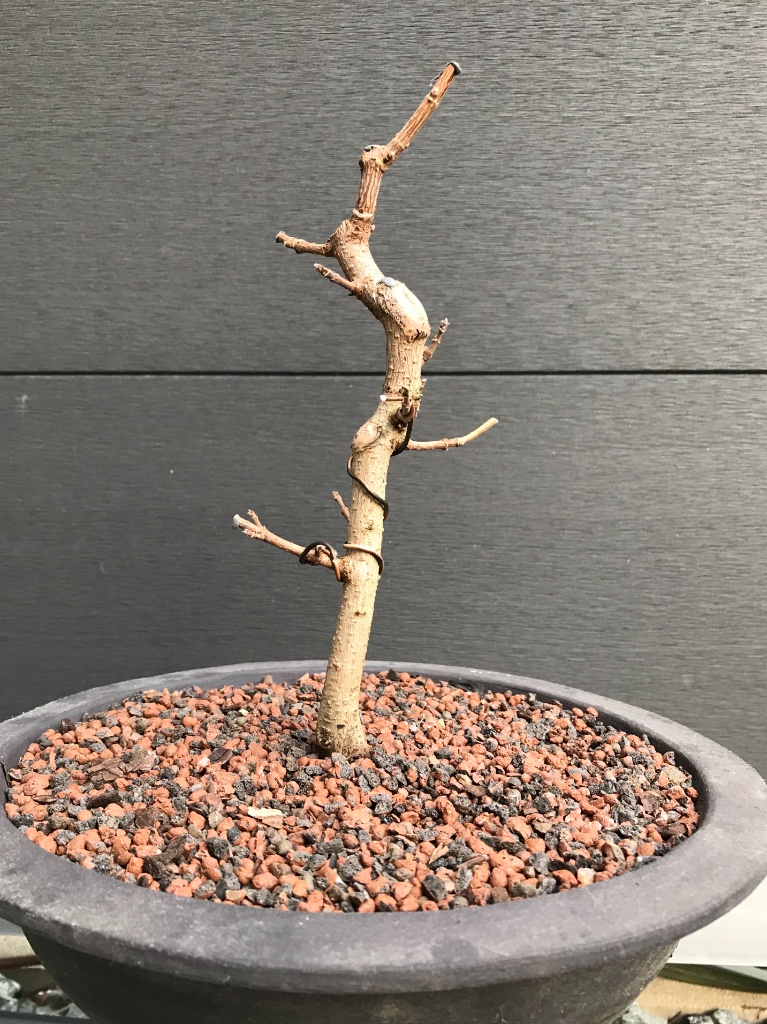Winter 2018/19