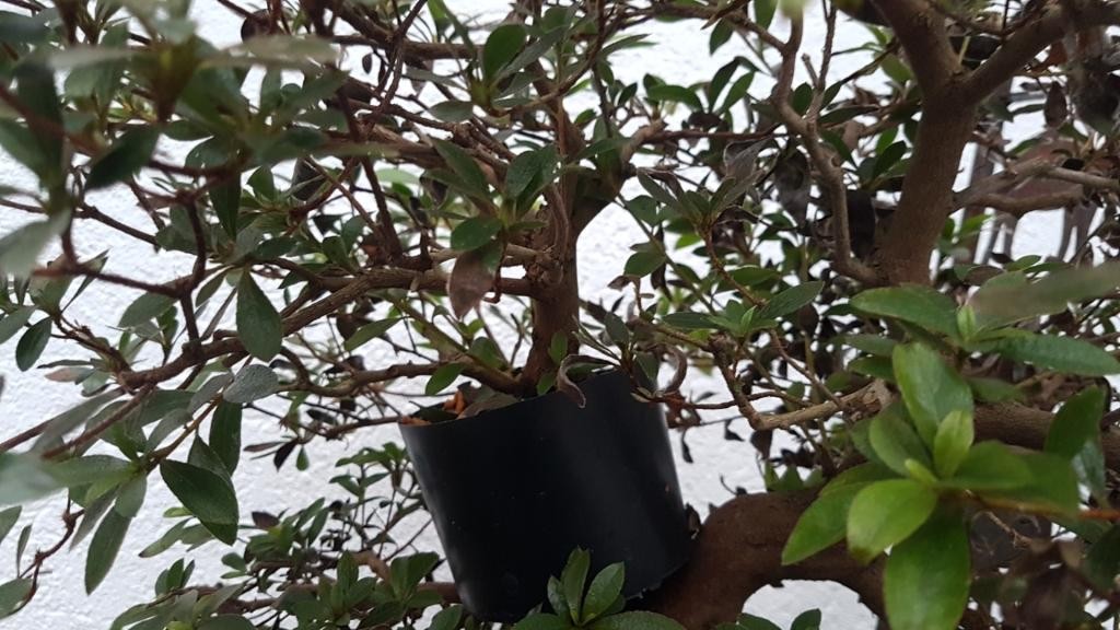 Screenshot_20190210-174247_Gallery.jpg