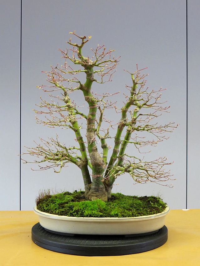 Acer_2013-03_nachher.JPG