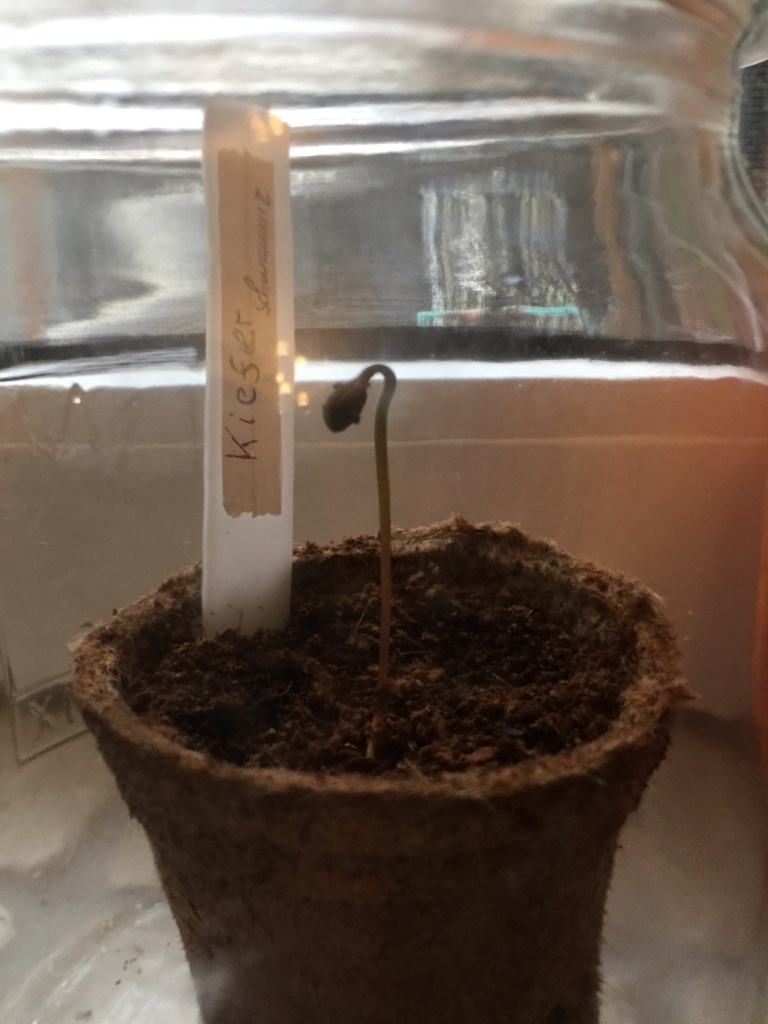 Bonsai2.jpg
