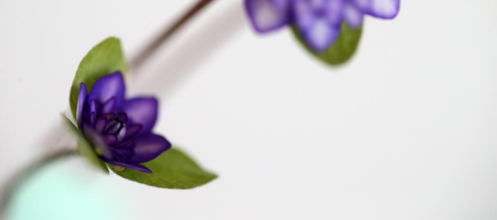 Hepatica japonica Shirin