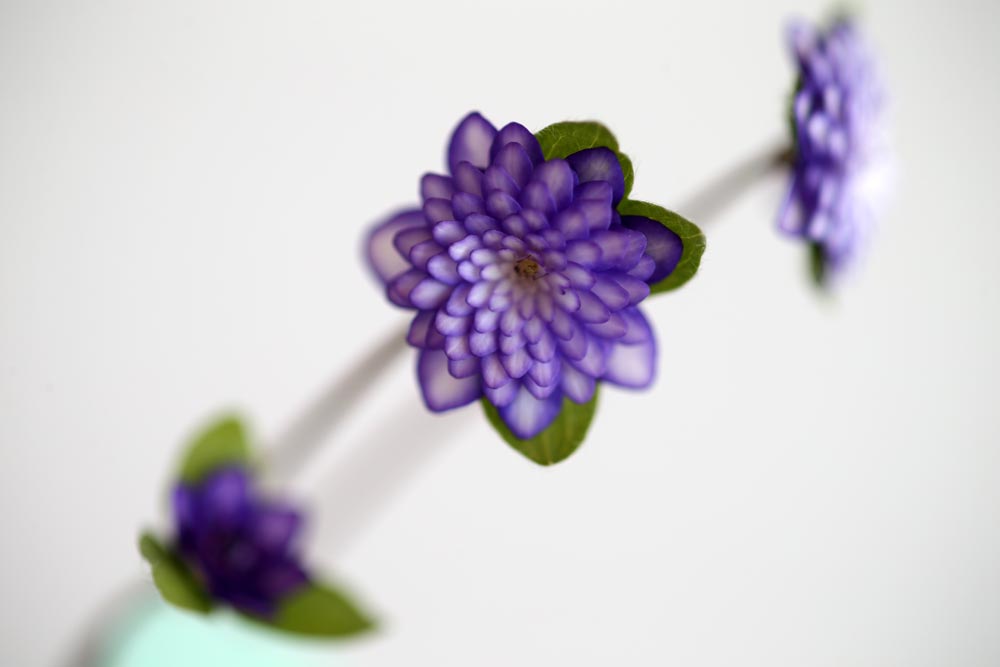 Hepatica japonica Shirin