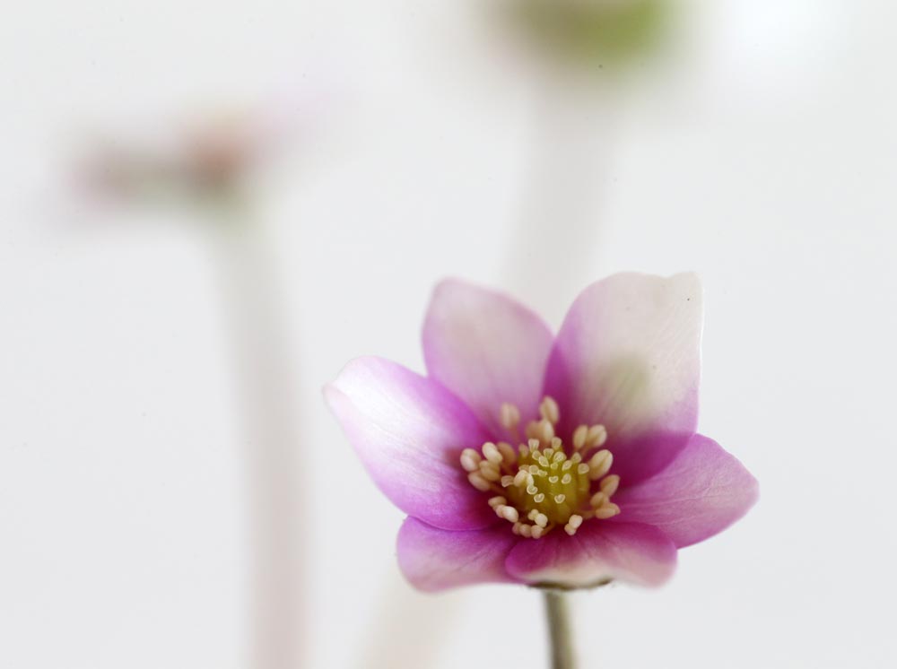 Hepatica japonica rote Töne