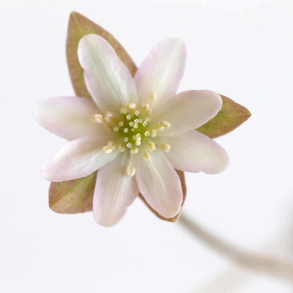 Hepatica japonica Goldrand