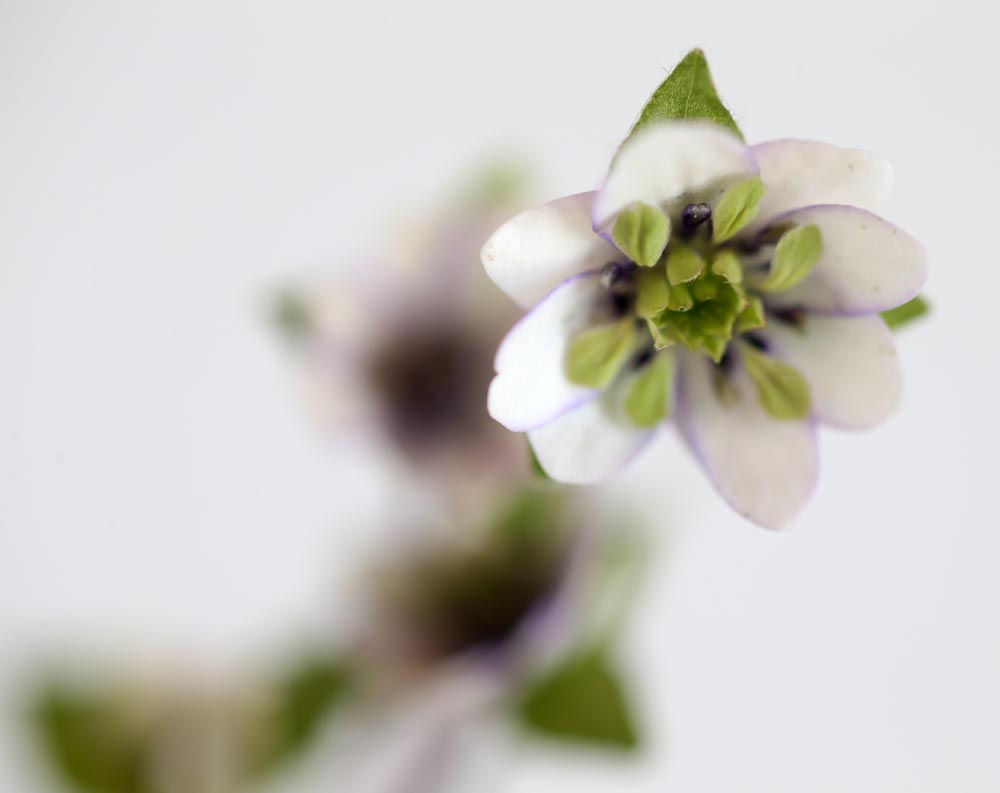 Hepatica japonica Hikagari