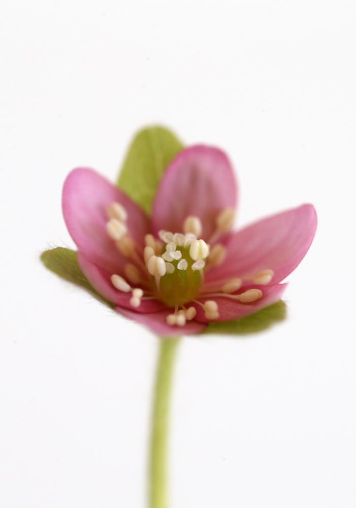 Hepatica japonica Selma