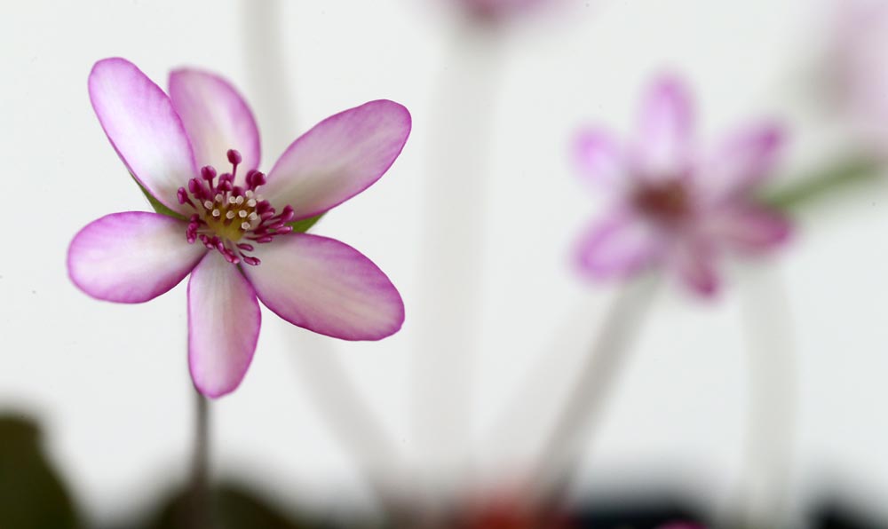 Hepatica japonica Akakufu