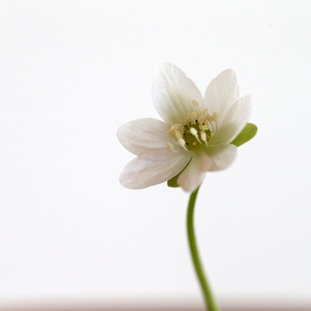 Hepatica nobilis Glabrata Alba