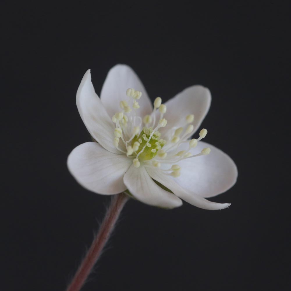 Hepatica Pyrenäenhexe