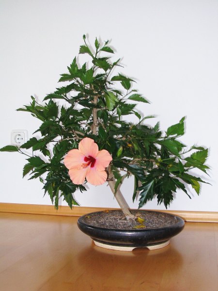 Hibiskus, seit 5 Jahren aus einer Topfpflanze
